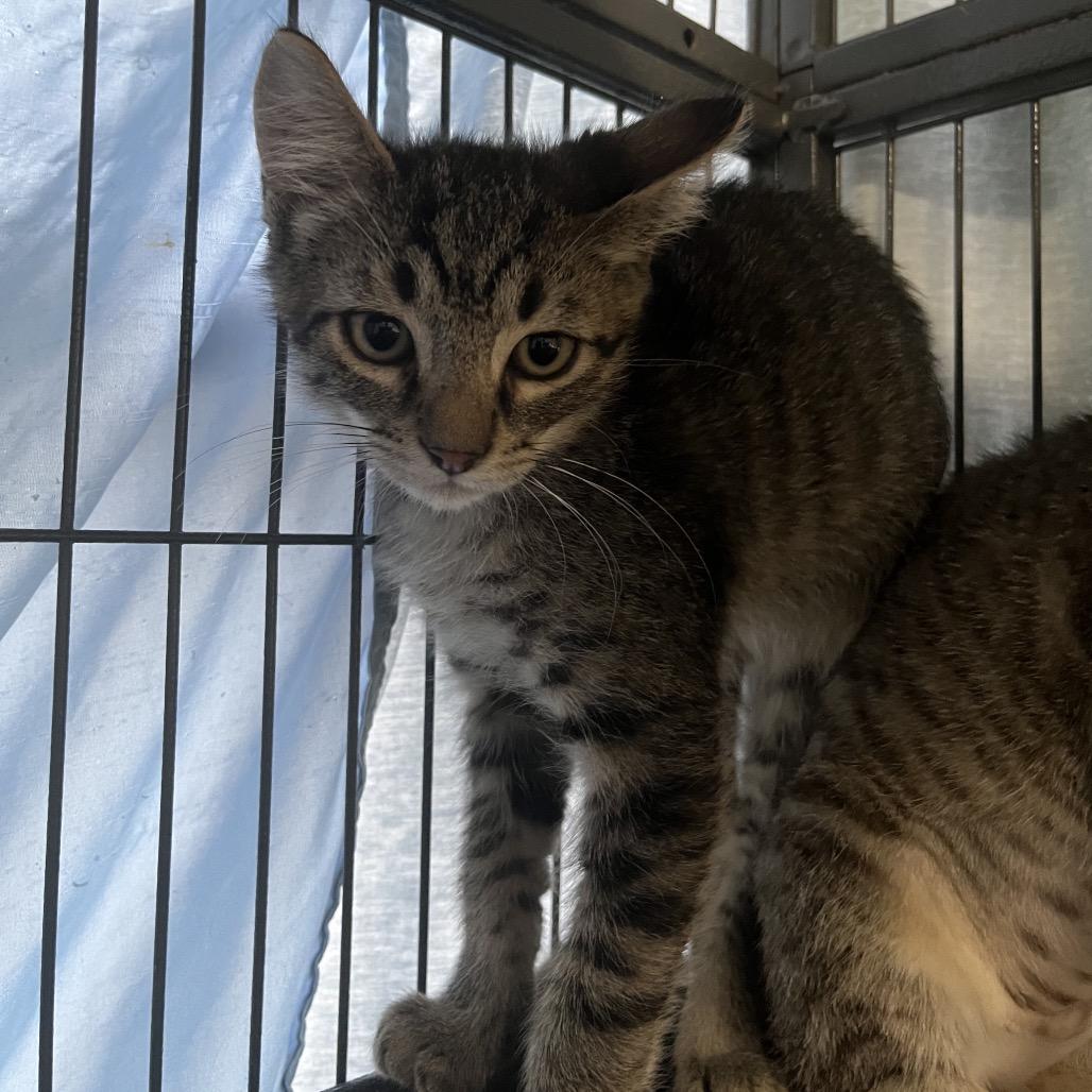 Toboggan, Adoptable, Kitten Male Domestic Short Hair.