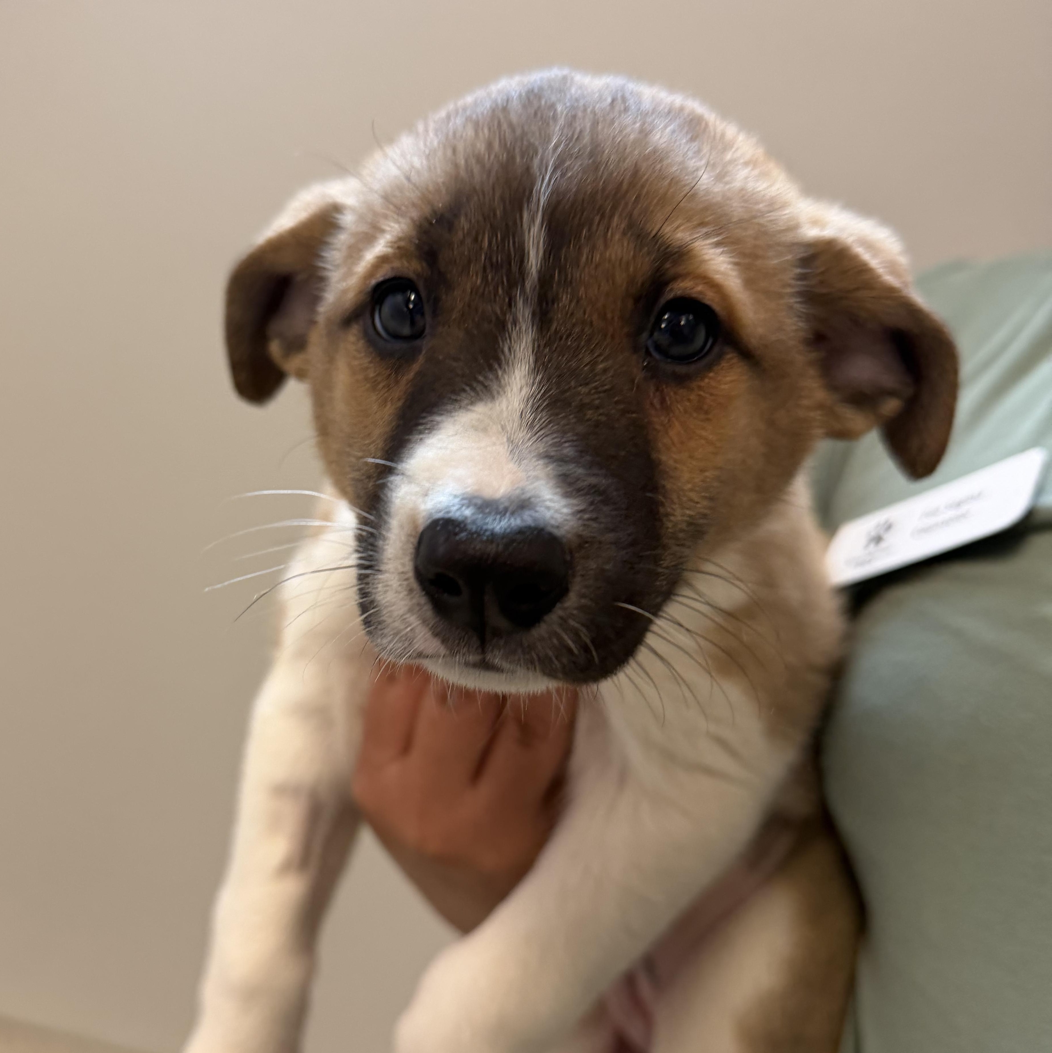 Enlarge Pippa, an adopted Mixed Breed in Cooperstown, NY image 1/1