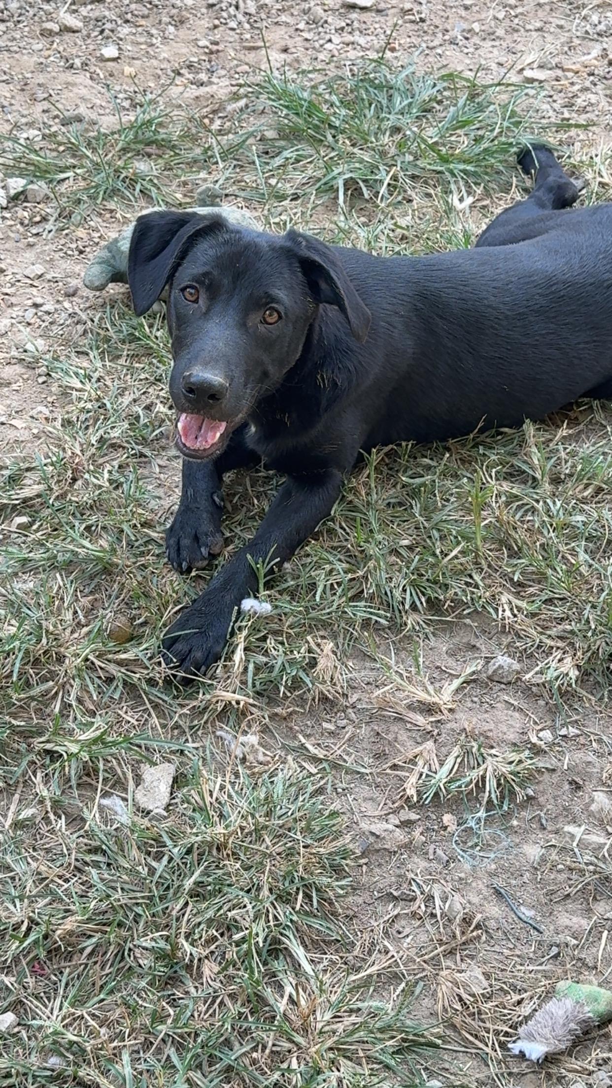 Enlarge Alvin, a Adoptable mixed breed in Covington, TN image 4/5