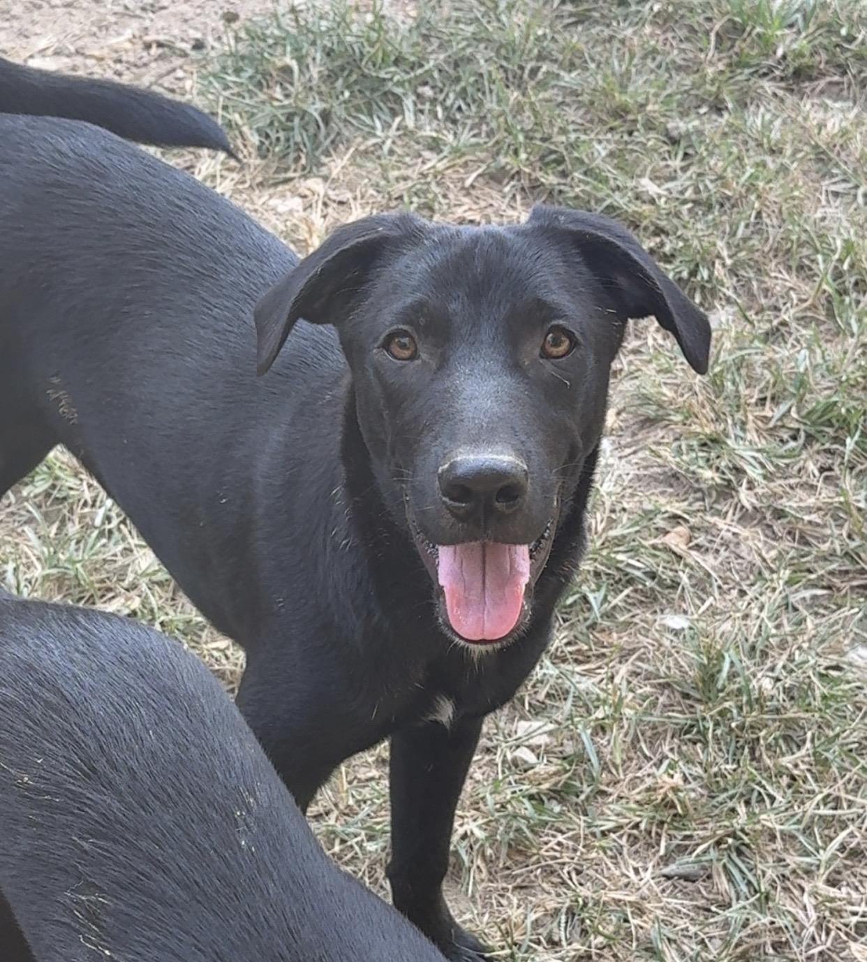 Enlarge Alvin, a Adoptable mixed breed in Covington, TN image 3/5