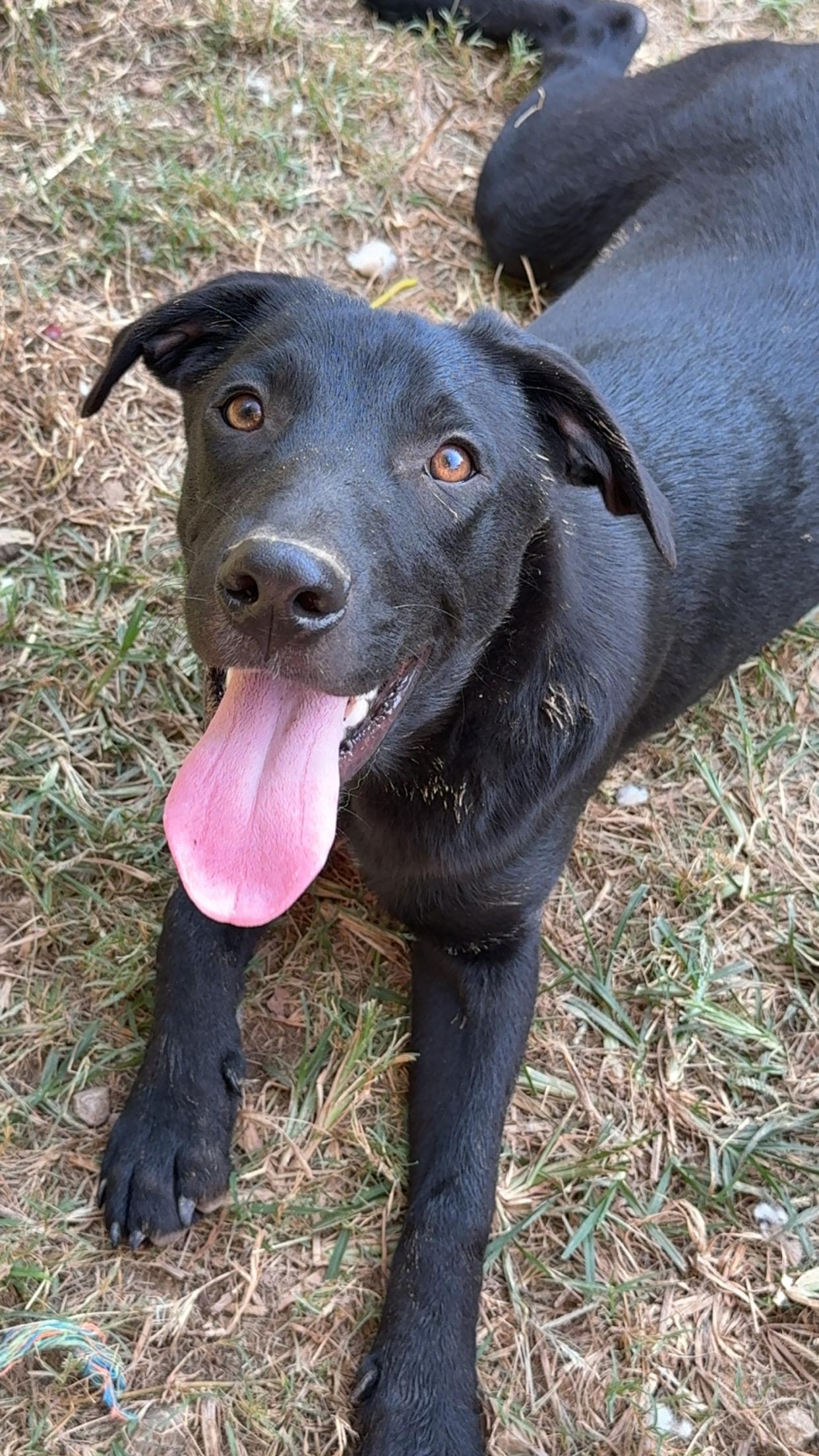 Enlarge Alvin, a Adoptable mixed breed in Covington, TN image 2/5