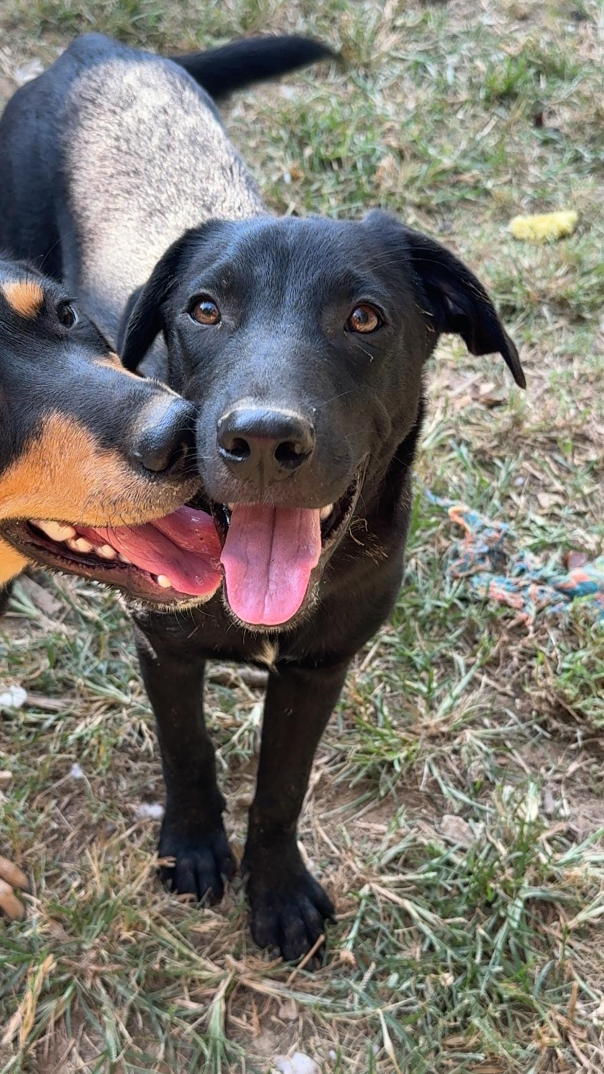 Alvin, Adoptable, Young Male Beagle.