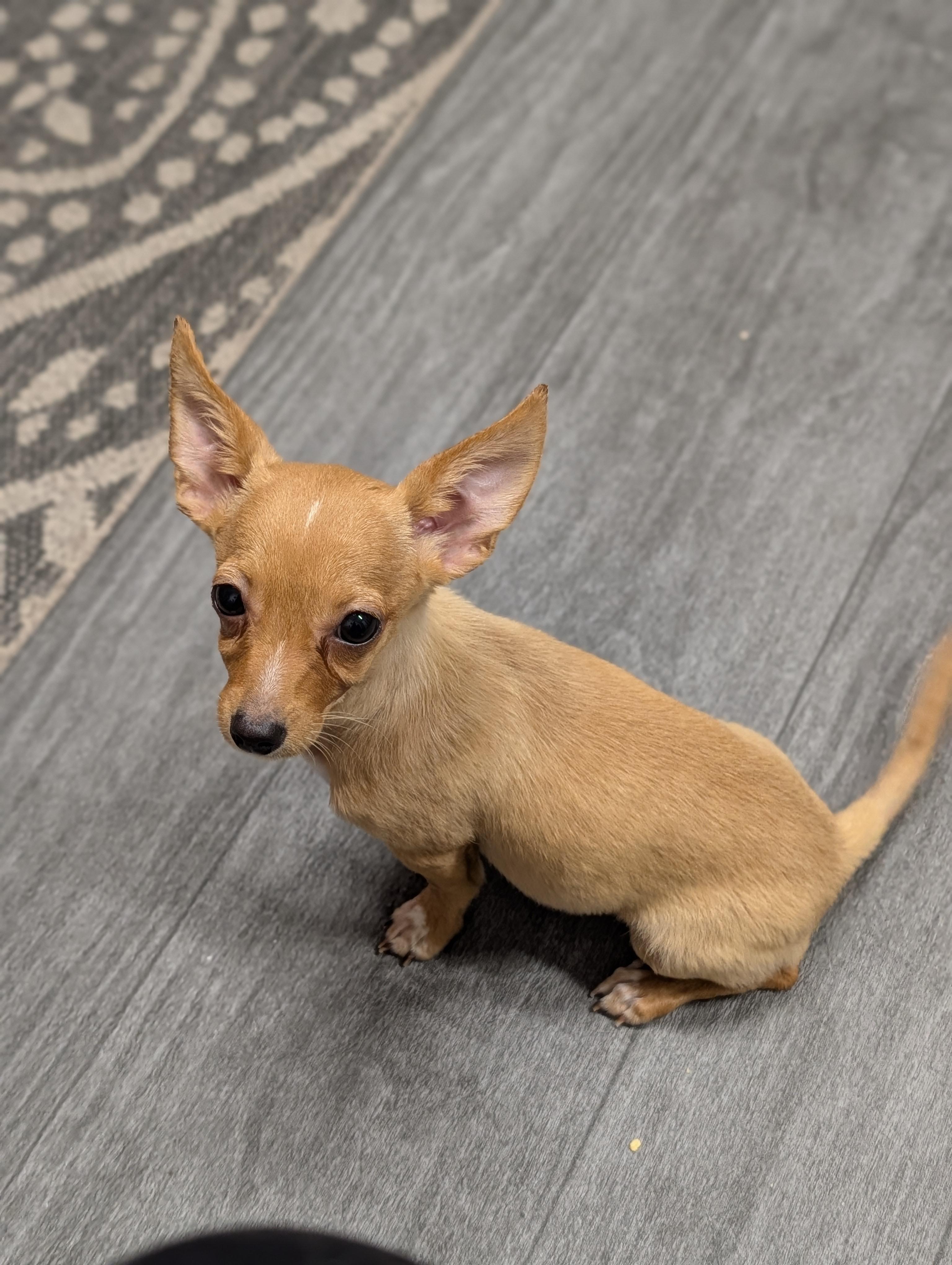 Enlarge Pixie, a Adopted mixed breed in Ephrata, WA image 4/5