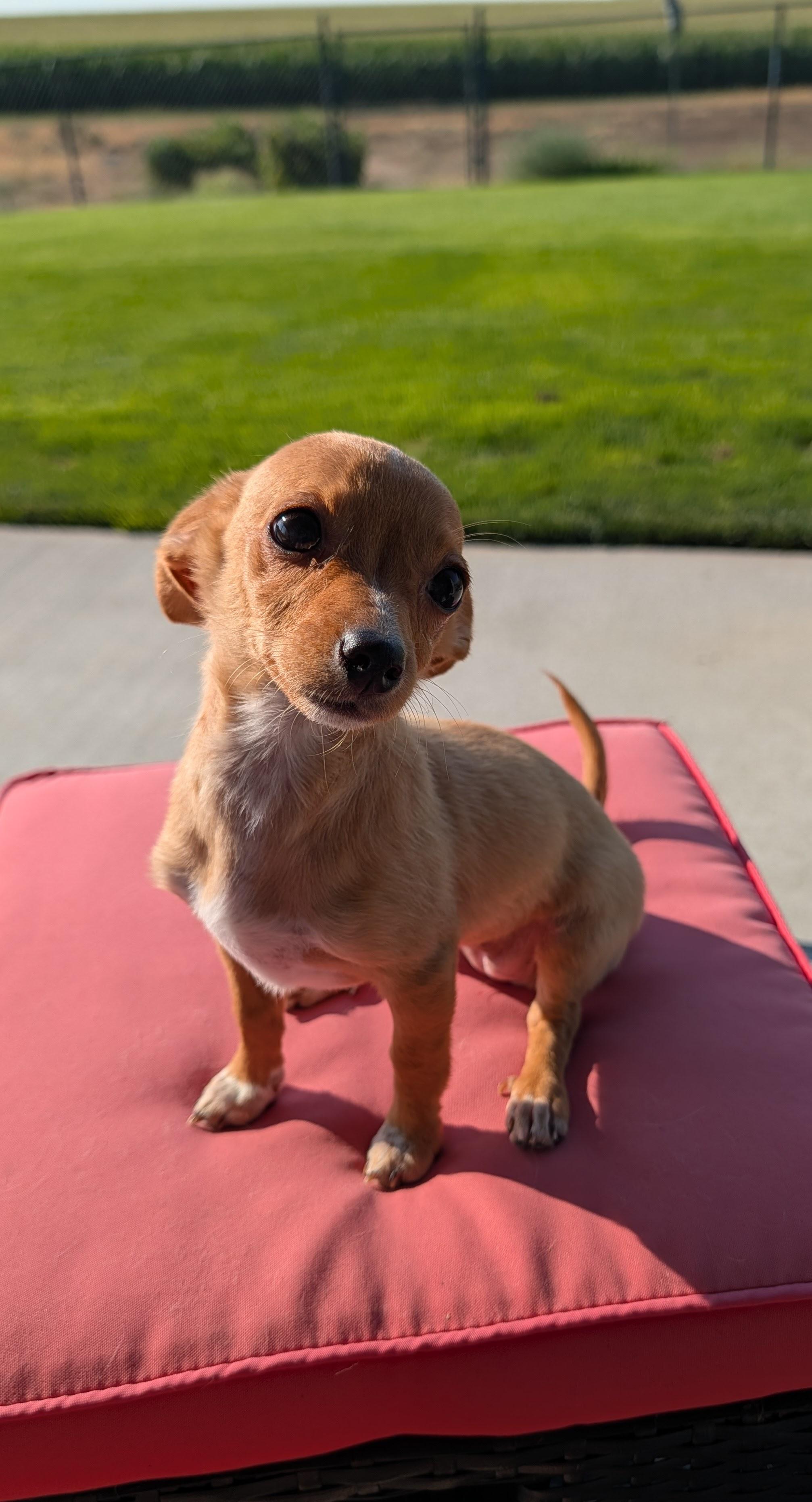 Enlarge Pixie, a Adopted mixed breed in Ephrata, WA image 5/5