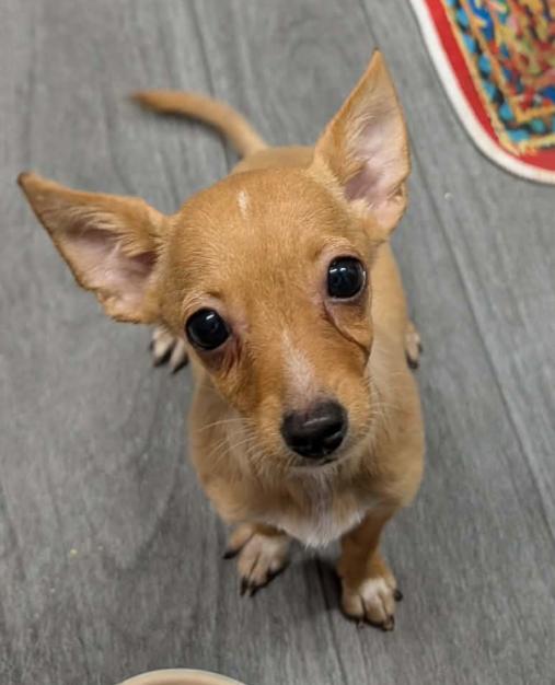 Enlarge Pixie, a Adopted mixed breed in Ephrata, WA image 1/5
