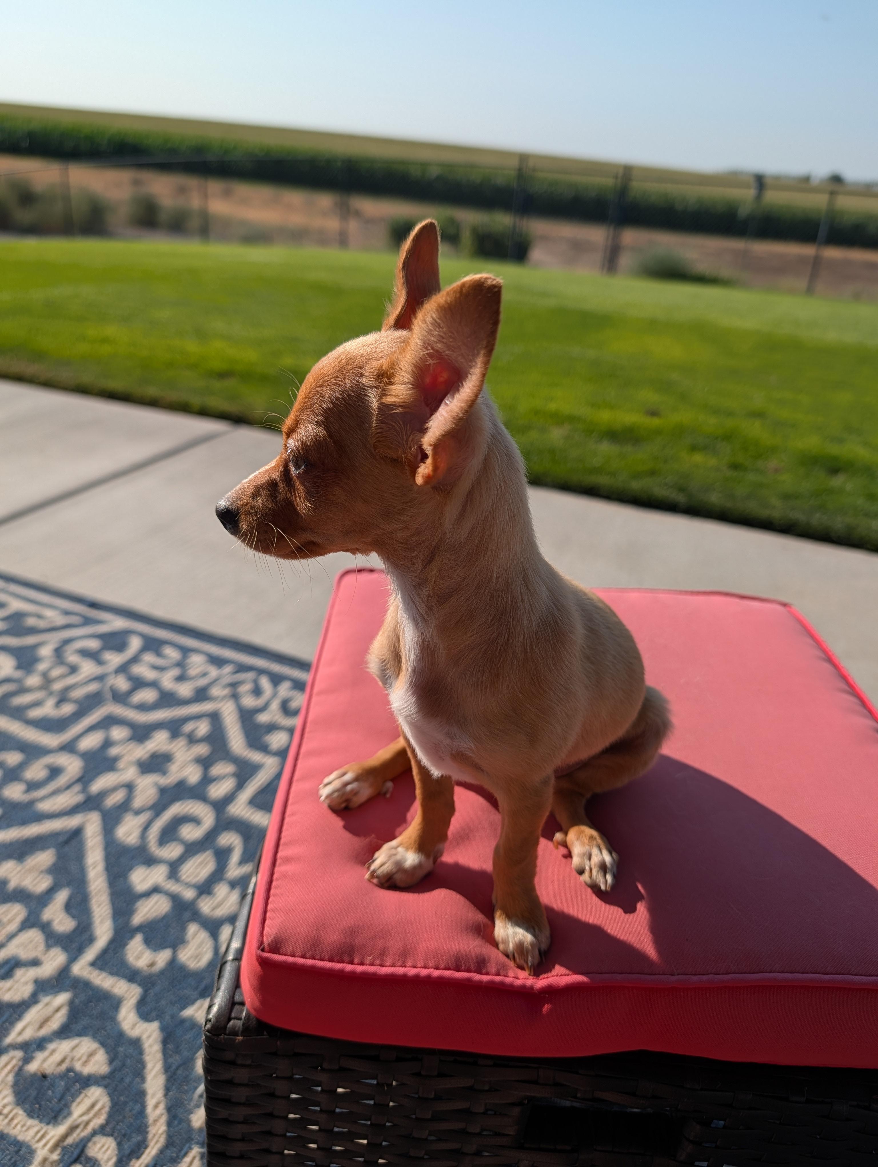 Enlarge Pixie, a Adopted mixed breed in Ephrata, WA image 3/5