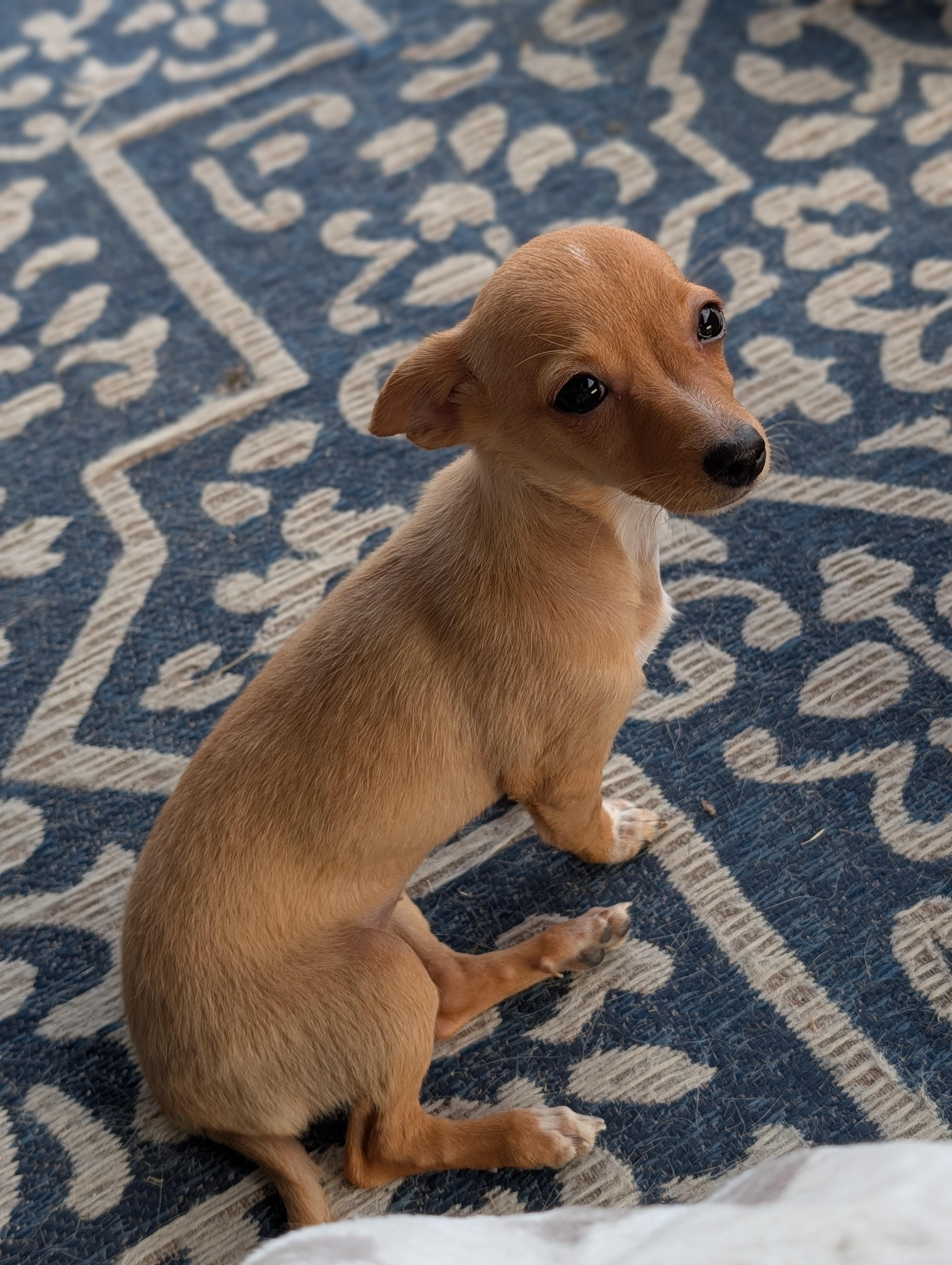 Enlarge Pixie, a Adopted mixed breed in Ephrata, WA image 2/5