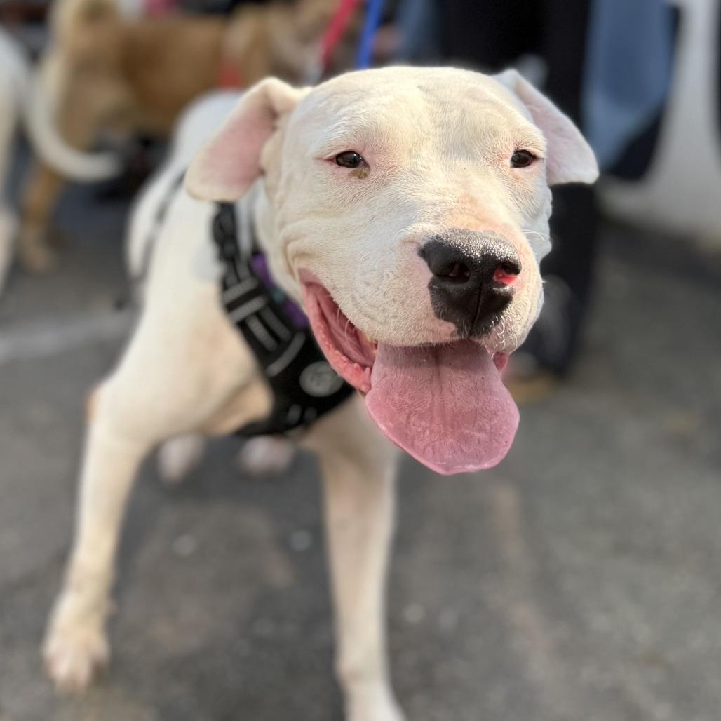 Enlarge Crystal, a Adoptable mixed breed in San Francisco, CA image 1/5