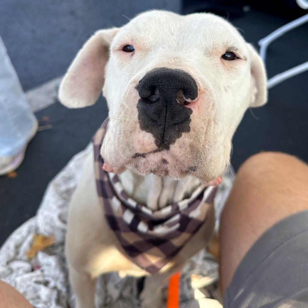 Enlarge Crystal, a Adoptable mixed breed in San Francisco, CA image 2/5