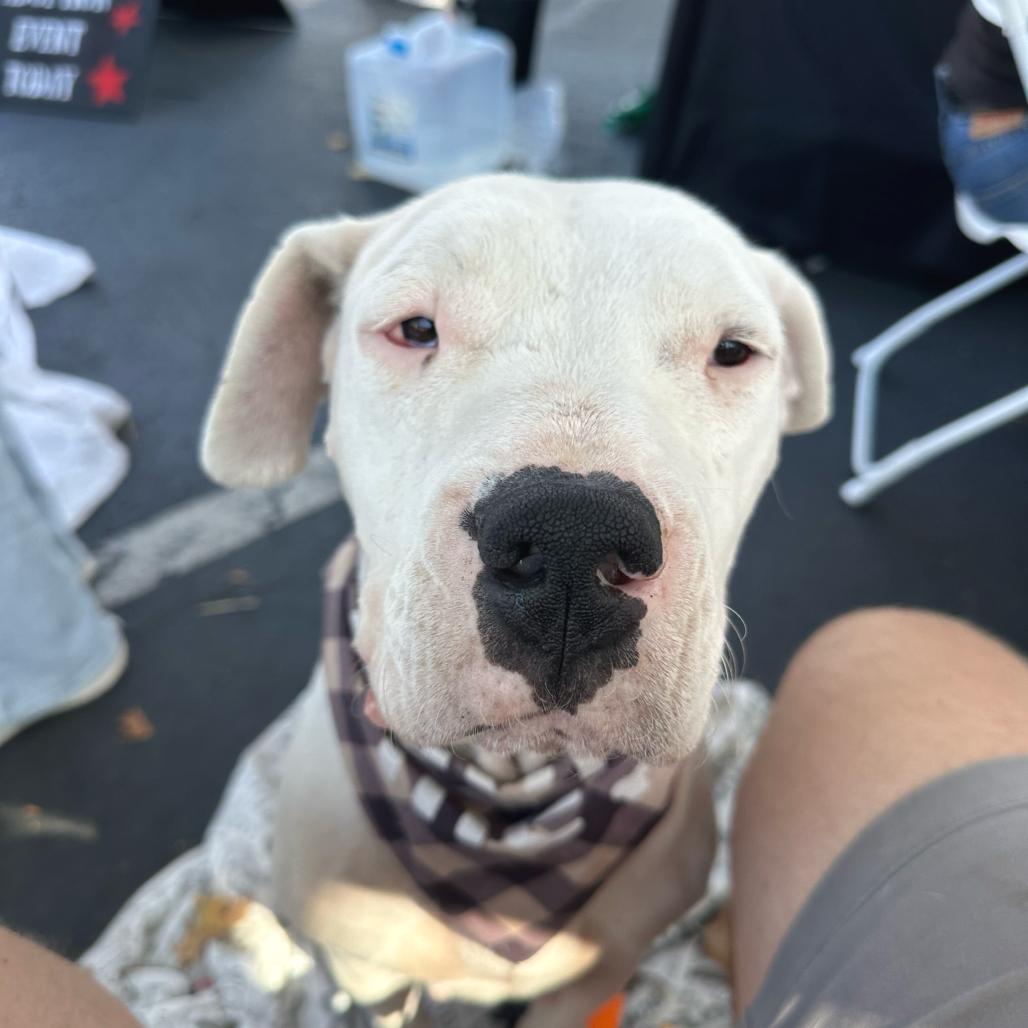 Enlarge Crystal, a Adoptable mixed breed in San Francisco, CA image 3/5