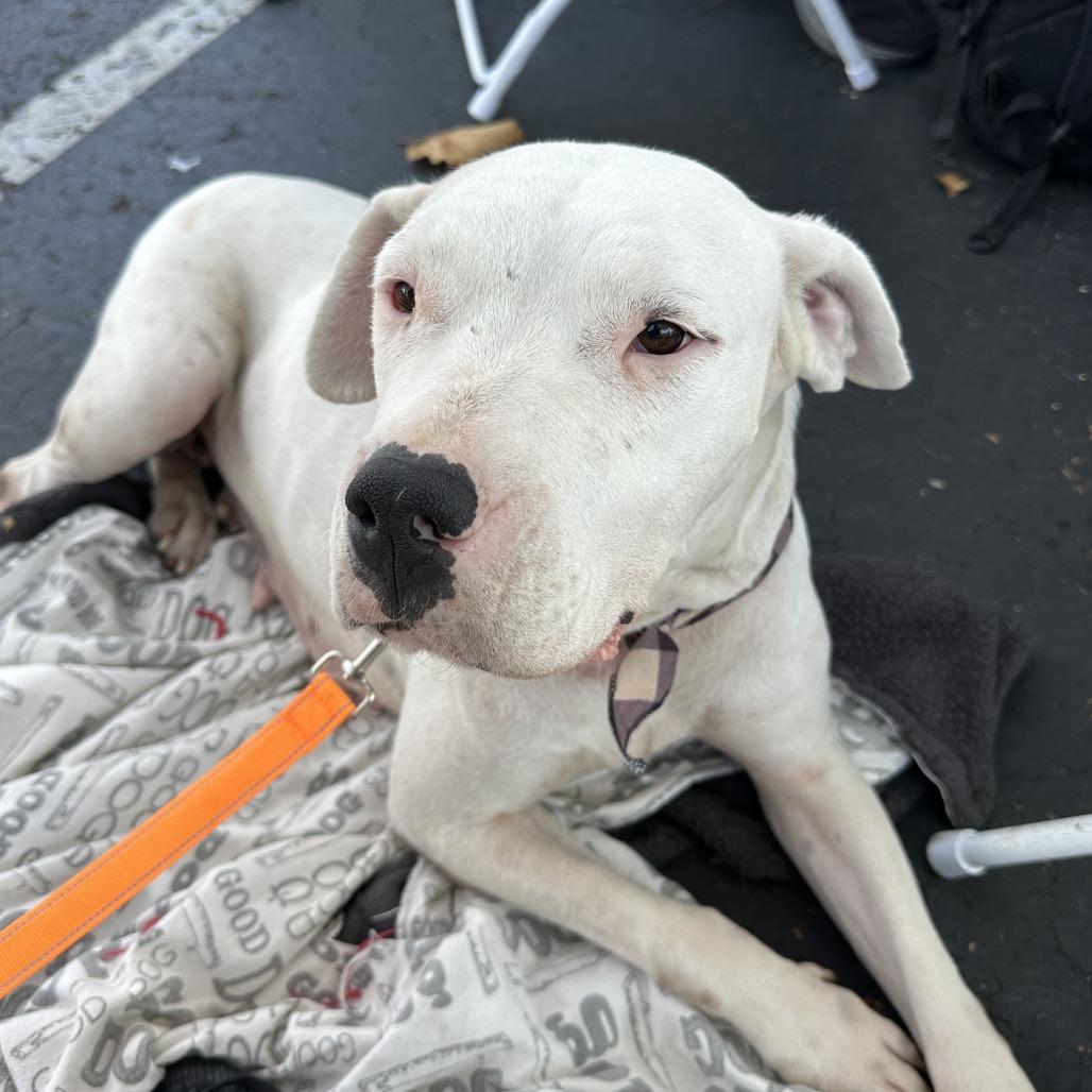 Enlarge Crystal, a Adoptable mixed breed in San Francisco, CA image 4/5