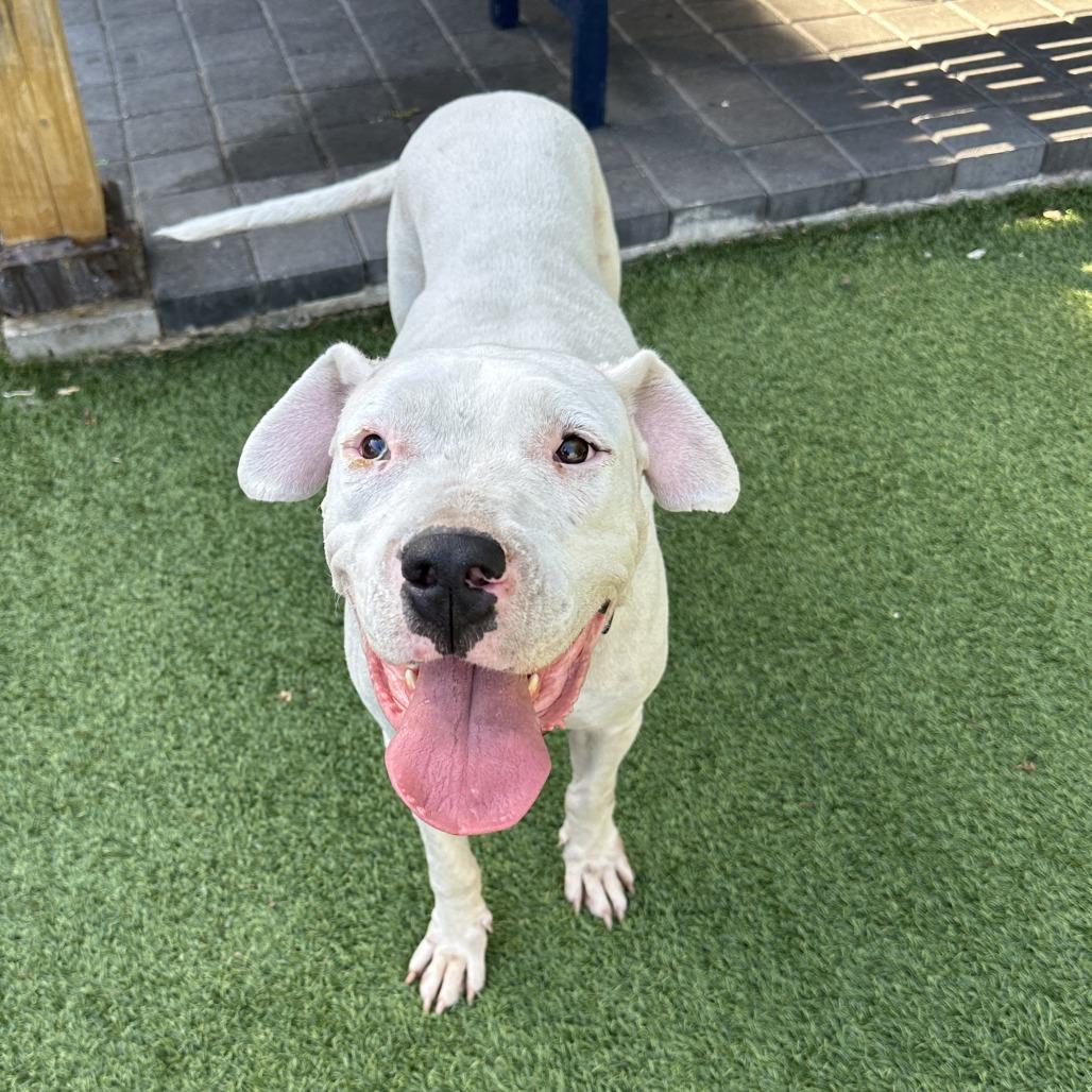 Enlarge Crystal, a Adoptable mixed breed in San Francisco, CA image 5/5