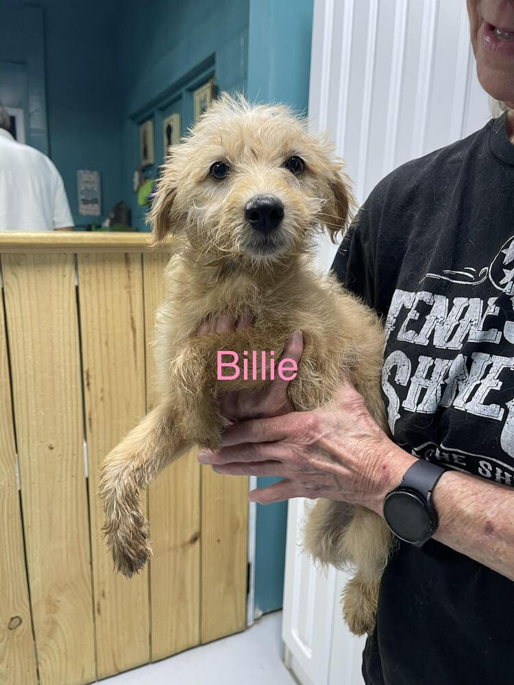 Billie, Adopted, Puppy Female Goldendoodle & Mixed Breed.