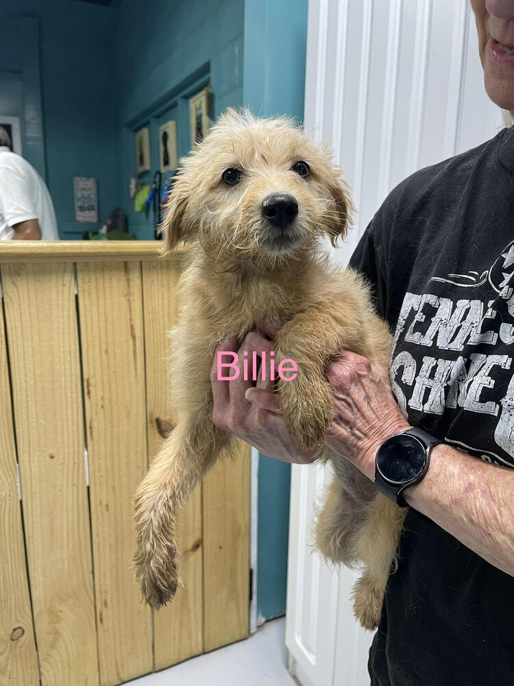 Enlarge Billie, a Adopted mixed breed in Chattanooga, TN image 2/2
