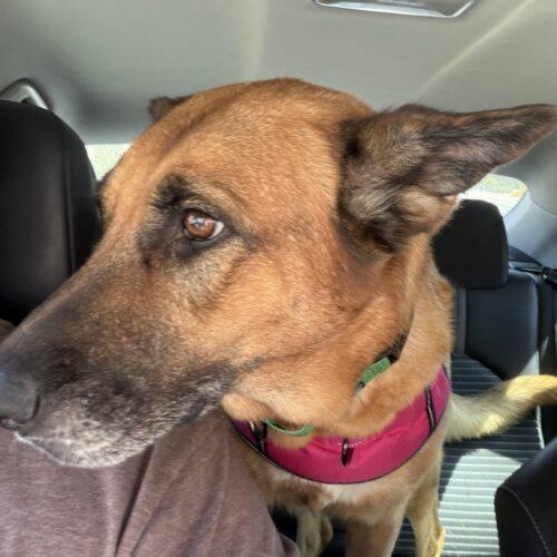 Enlarge Zona, a Adoptable German Shepherd Dog in Glendale, AZ image 1/3