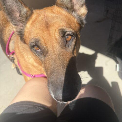 Enlarge Zona, a Adoptable German Shepherd Dog in Glendale, AZ image 2/3