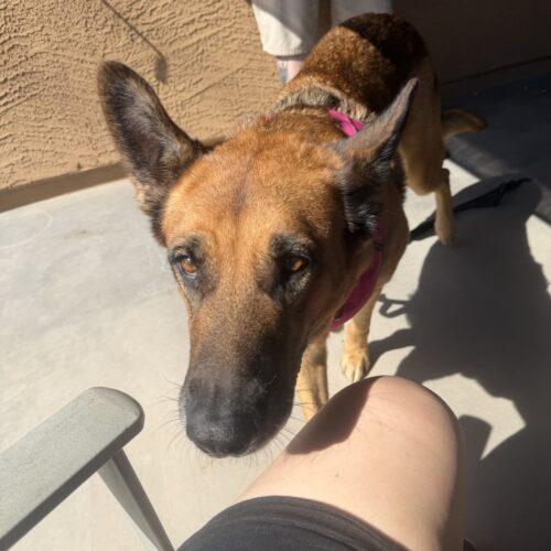 Enlarge Zona, a Adoptable German Shepherd Dog in Glendale, AZ image 3/3