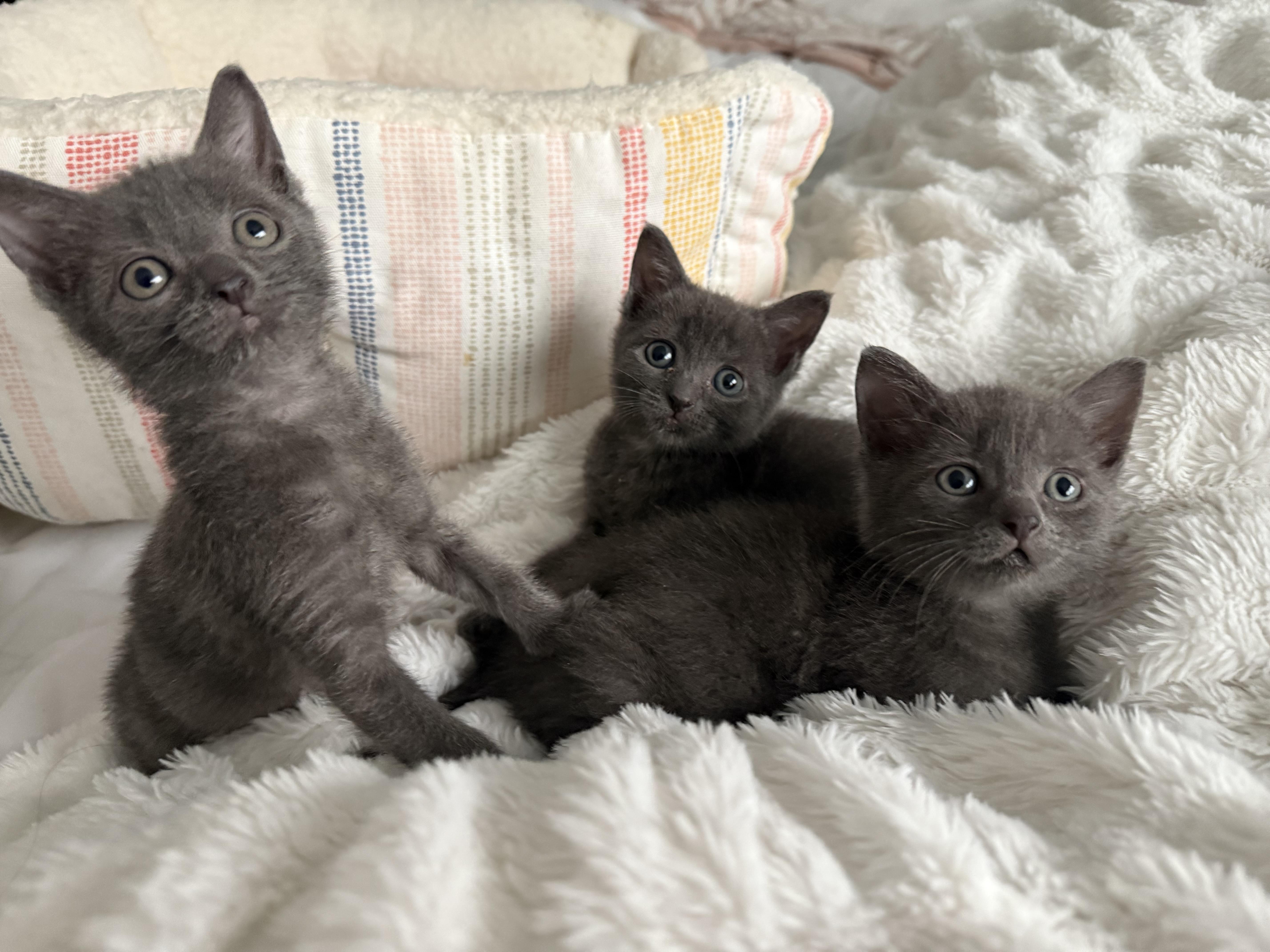 Theo, Adoptable, Kitten Male Russian Blue & Domestic Short Hair.