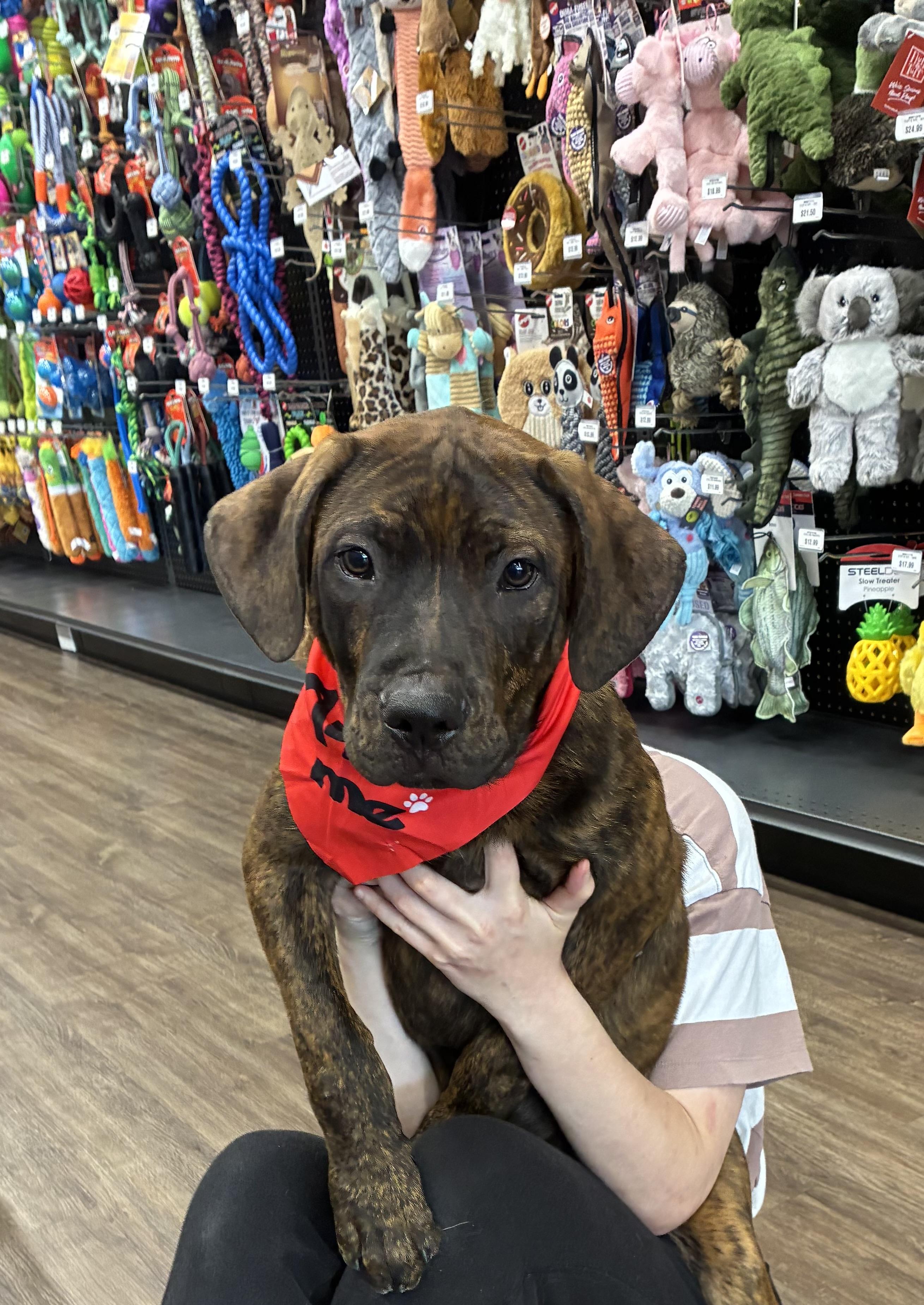 Rusty, ADOPTABLE, Young Male Pit Bull Terrier & Hound.