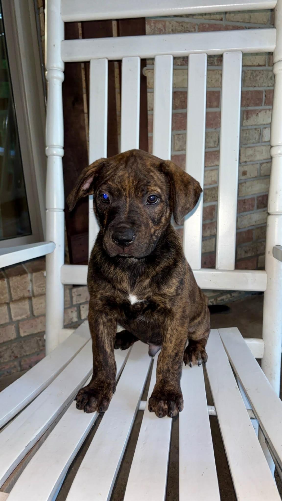 Rusty, a ADOPTABLE mixed breed in Mobile, AL image 2/2