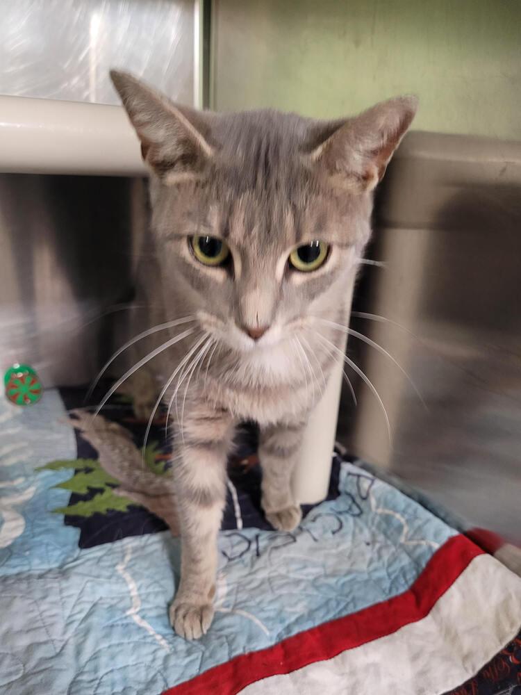 Enlarge Emmy, a Adoptable mixed breed in Linton, IN image 1/1