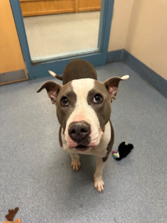 Enlarge Jasmine, a Adoptable mixed breed in Suffolk, VA image 1/1