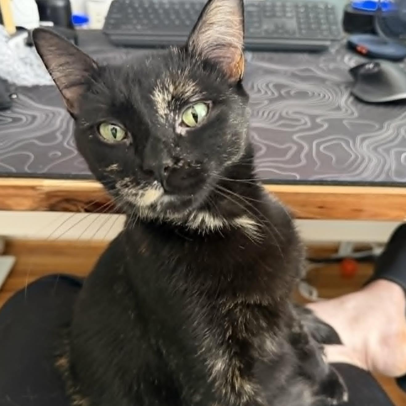 Enlarge Eden (Total Mush), a Adoptable Domestic Short Hair in Rochester, NY image 1/6
