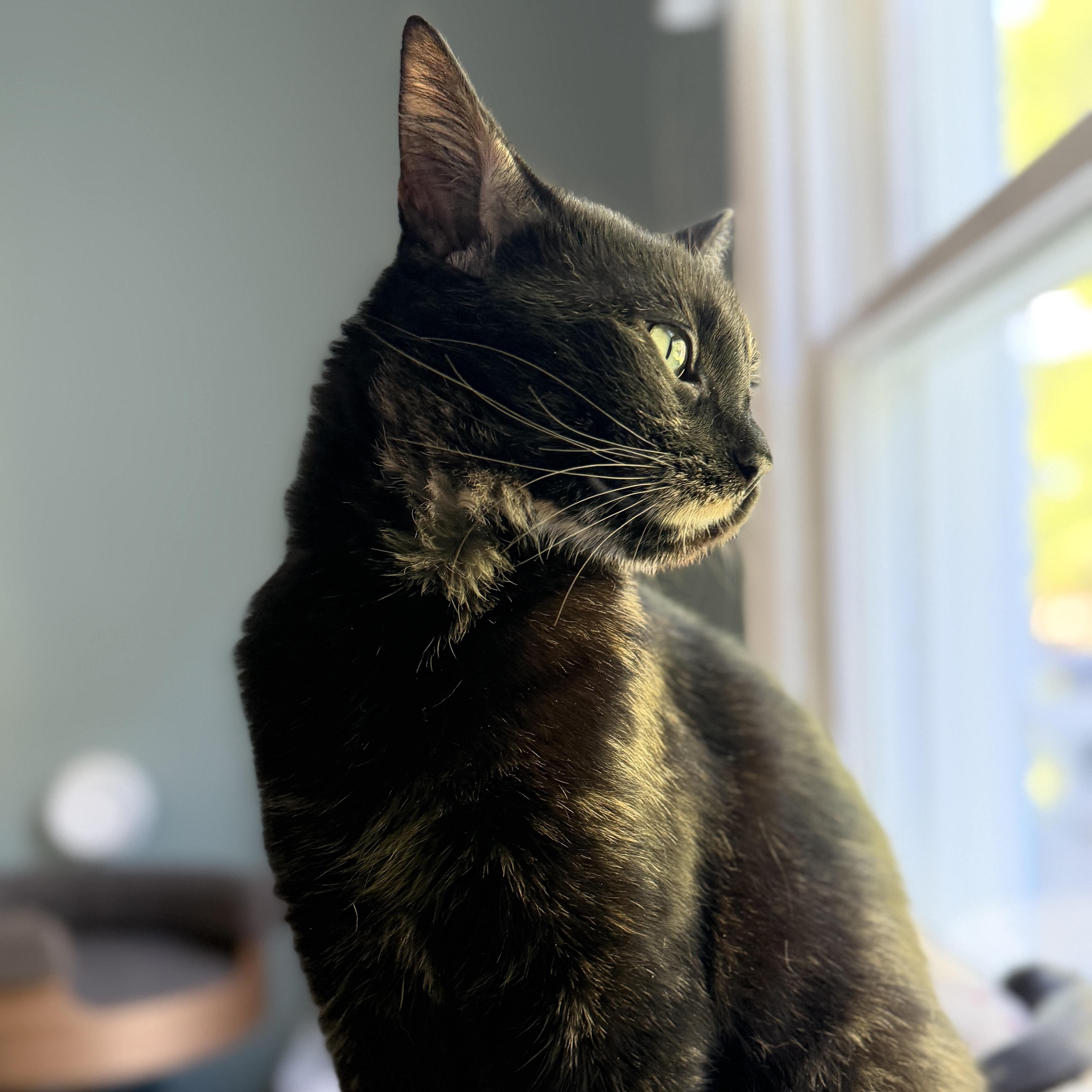 Enlarge Eden (Total Mush), a Adoptable Domestic Short Hair in Rochester, NY image 4/6