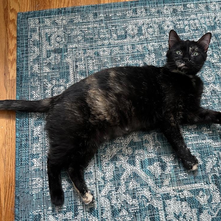 Enlarge Eden (Total Mush), a Adoptable Domestic Short Hair in Rochester, NY image 5/6