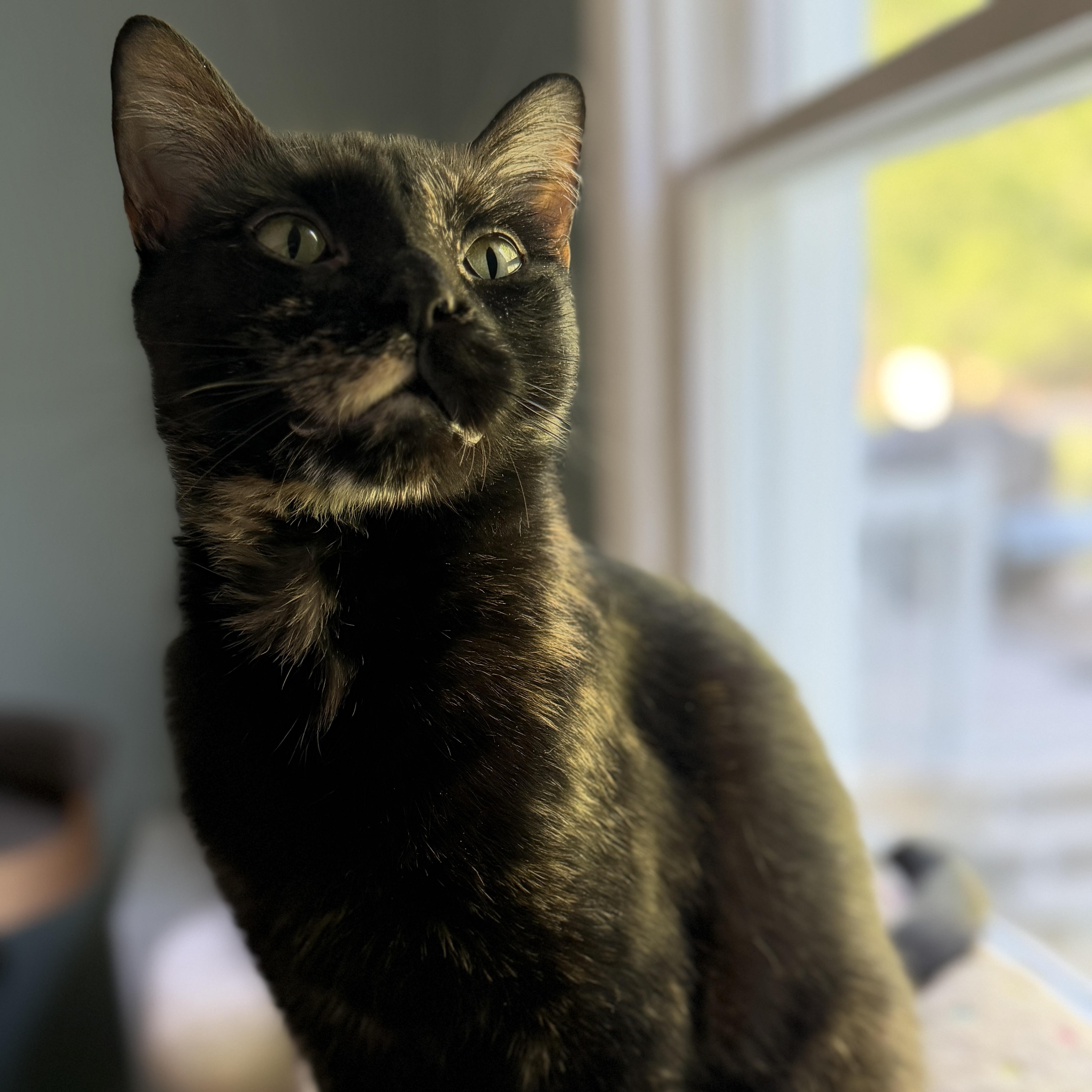 Enlarge Eden (Total Mush), a Adoptable Domestic Short Hair in Rochester, NY image 3/6