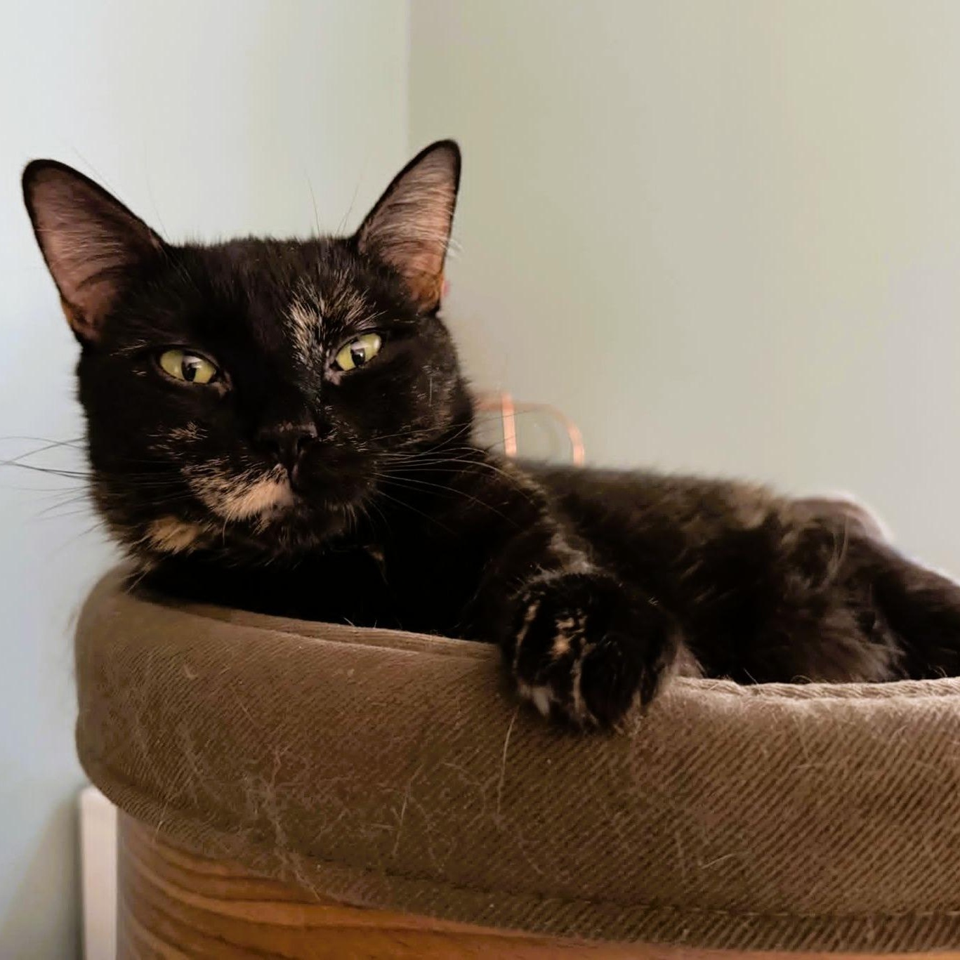 Enlarge Eden (Total Mush), a Adoptable Domestic Short Hair in Rochester, NY image 2/6