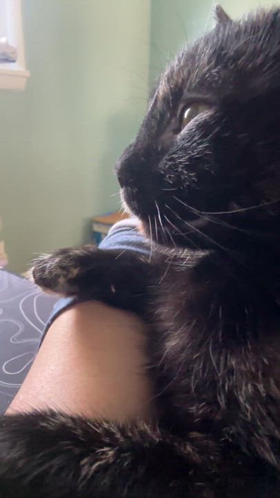 Enlarge Eden (Total Mush), a Adoptable Domestic Short Hair in Rochester, NY video 6/6