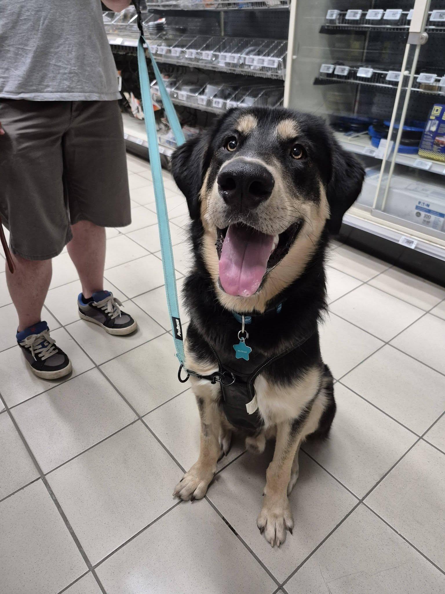 Ash, a ADOPTABLE mixed breed in Woodstock, ON image 5/5
