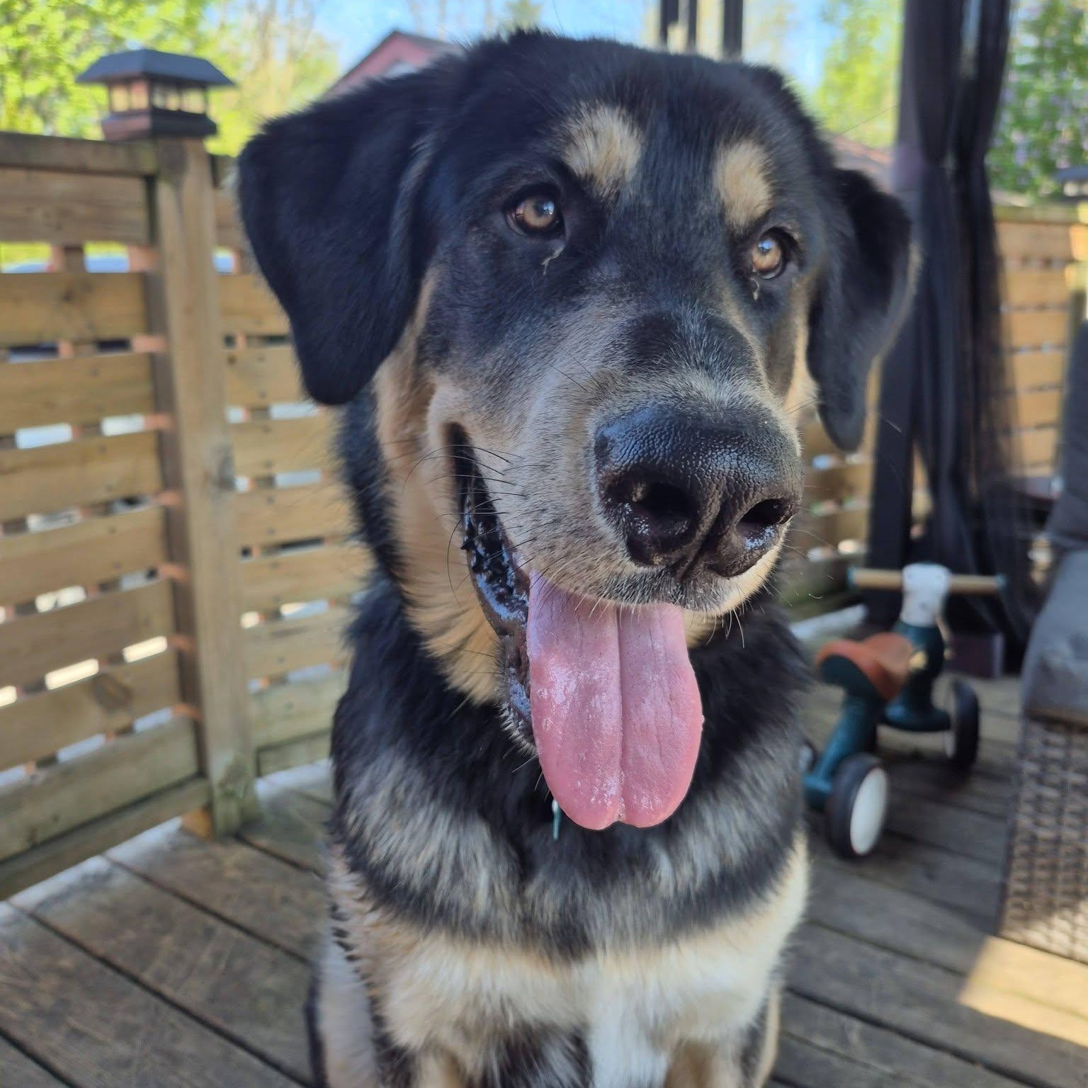 Ash, a ADOPTABLE mixed breed in Woodstock, ON image 2/5