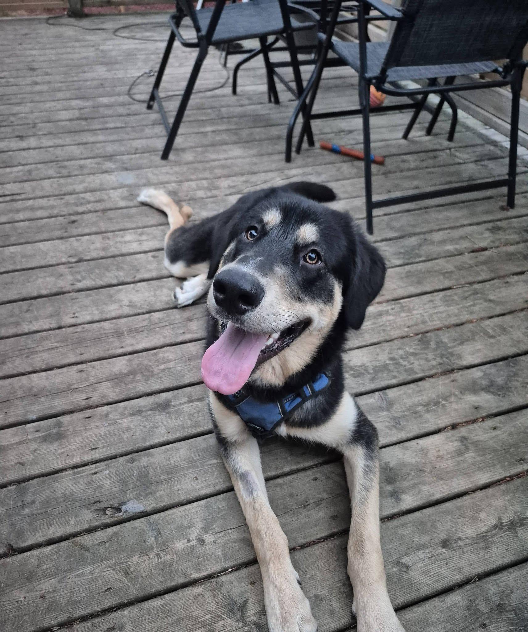 Ash, a ADOPTABLE mixed breed in Woodstock, ON image 3/5