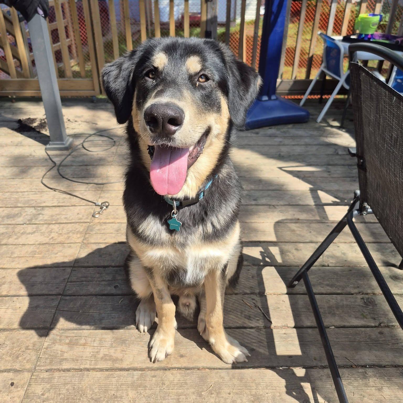 Ash, ADOPTABLE, Puppy Male Shepherd.