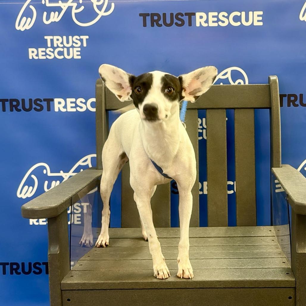Enlarge LARK, a Adoptable mixed breed in Berlin, NJ image 1/5