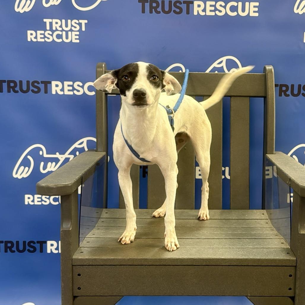 Enlarge LARK, a Adoptable mixed breed in Berlin, NJ image 2/5