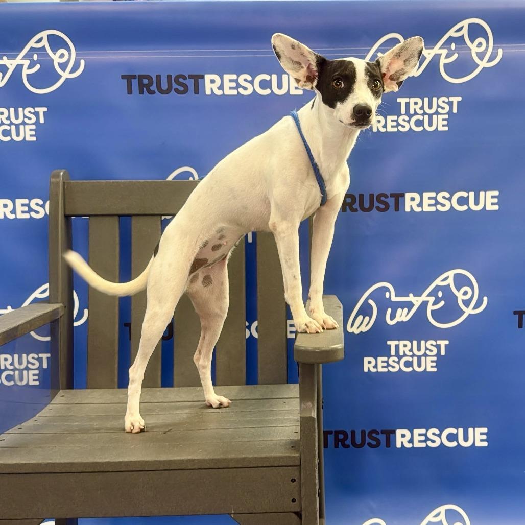Enlarge LARK, a Adoptable mixed breed in Berlin, NJ image 3/5