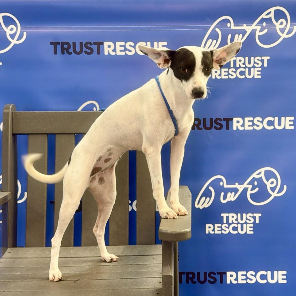Enlarge LARK, a Adoptable mixed breed in Berlin, NJ image 5/5