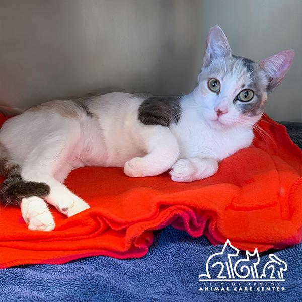 Enlarge DUCHESS, a Adoptable Domestic Short Hair in Irvine, CA image 1/1