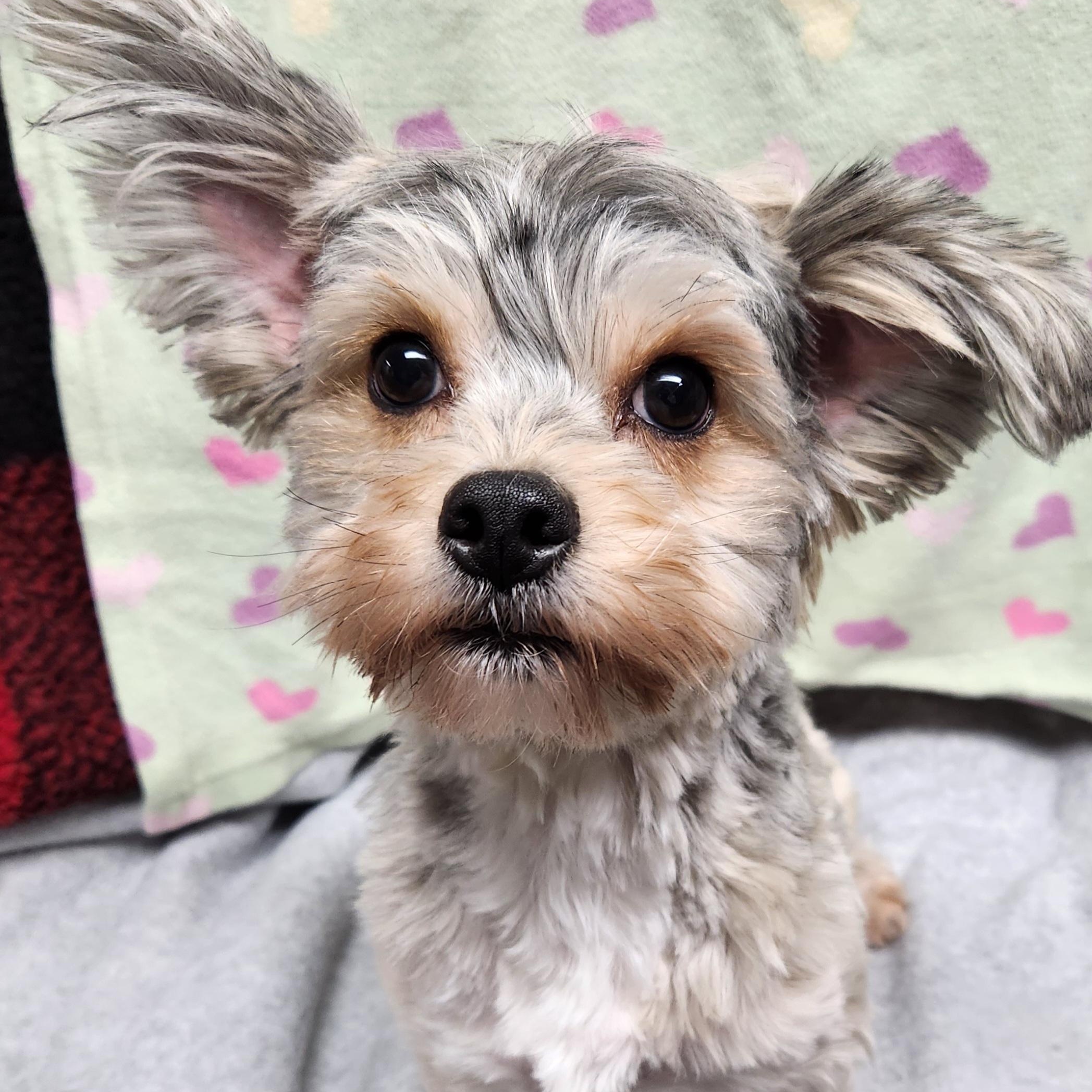 Enlarge Winnie, a ADOPTABLE Morkie in Smithfield, PA image 1/1