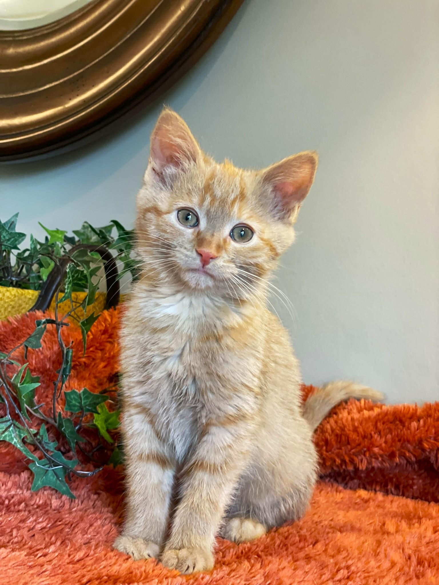 Enlarge Merida, an adopted Tabby in Taylor, MI image 3/7