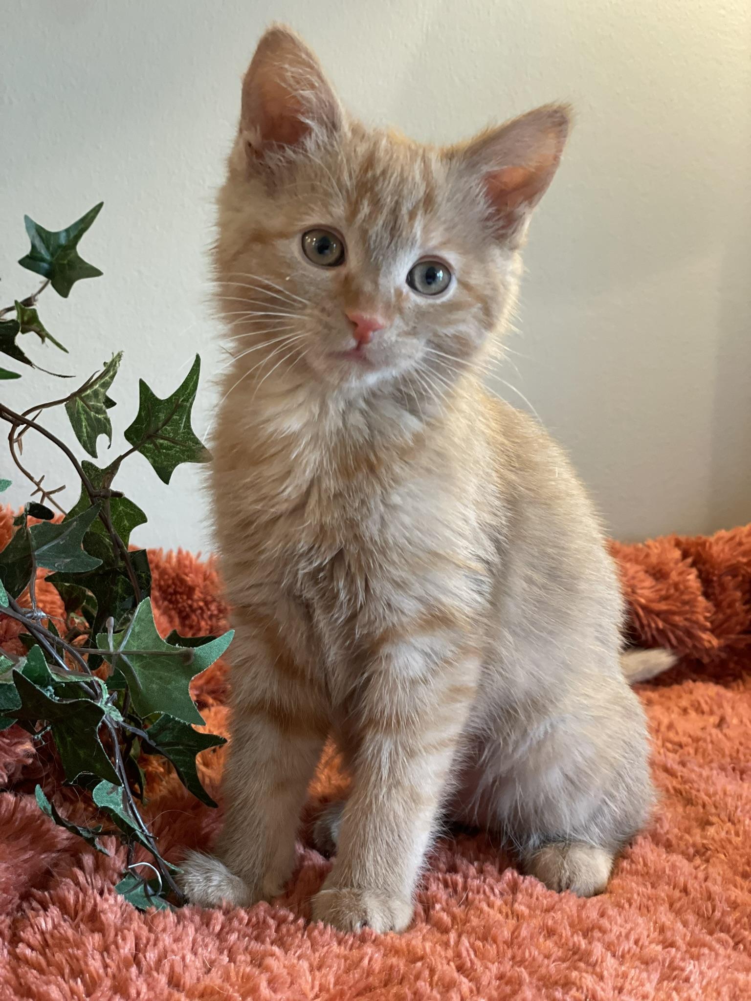Enlarge Merida, an adopted Tabby in Taylor, MI image 1/7