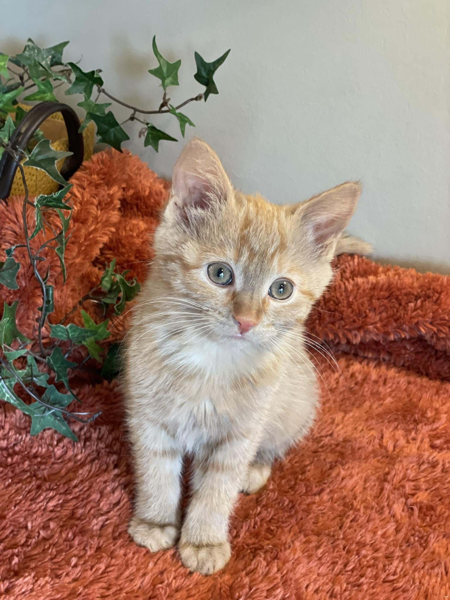 Enlarge Merida, an adopted Tabby in Taylor, MI image 5/7