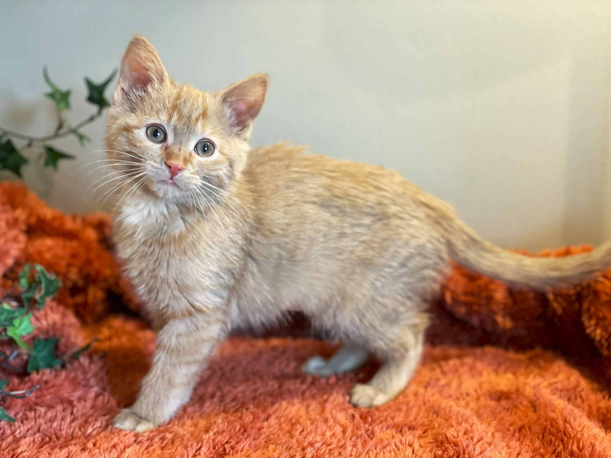 Enlarge Merida, an adopted Tabby in Taylor, MI image 2/7