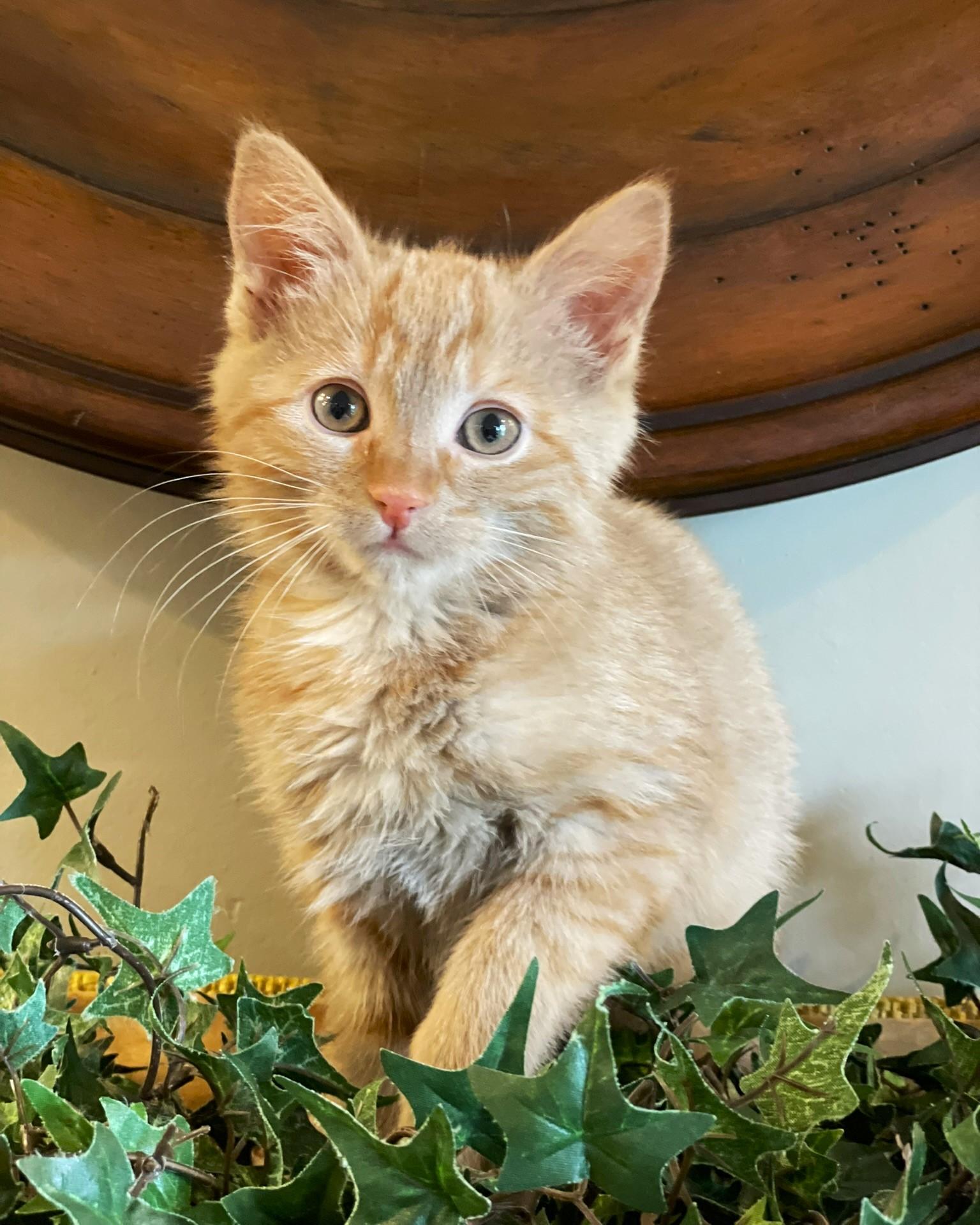 Enlarge Merida, an adopted Tabby in Taylor, MI image 4/7