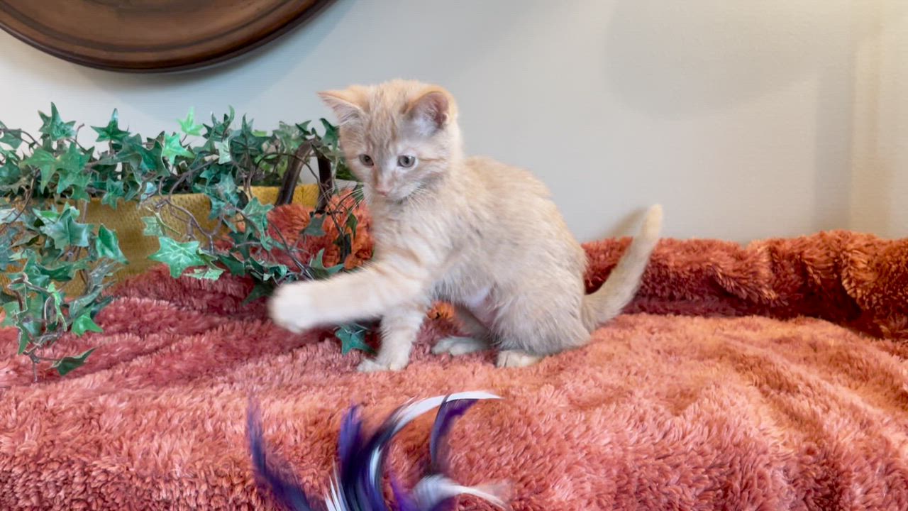 Enlarge Merida, an adopted Tabby in Taylor, MI video 6/7