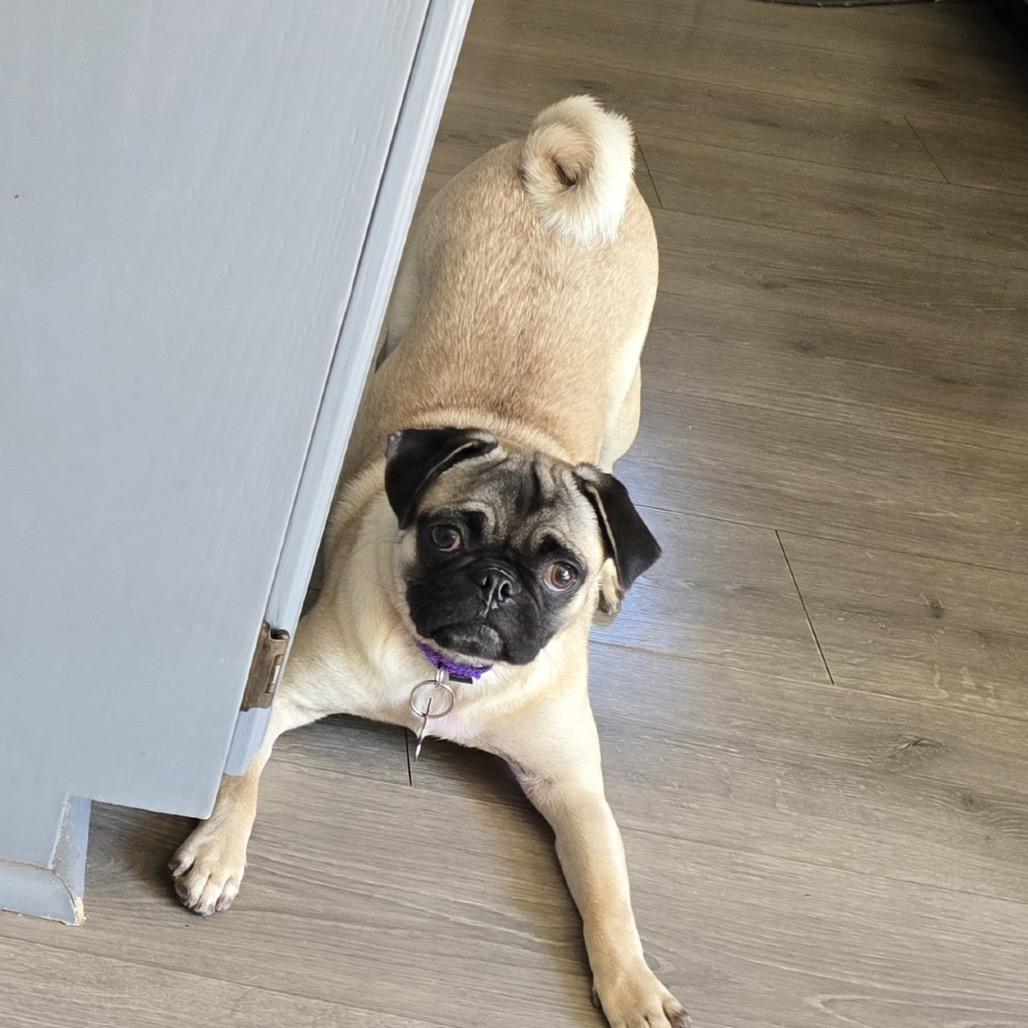 Grace, Adoptable, Adult Female Pug.