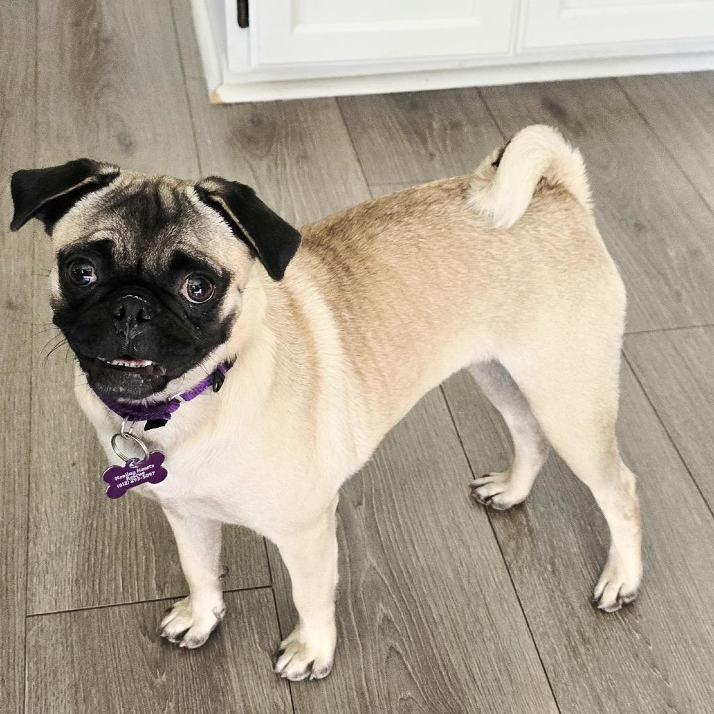 Enlarge Grace, a Adoptable Pug in Crystal, MN image 2/4